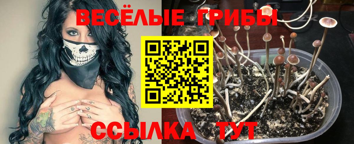 Псилоцибиновые грибы Psilocybe  Вход с VPN  Уссурийск 